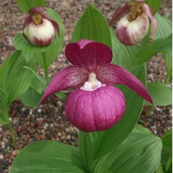 Cypripedium macranthos