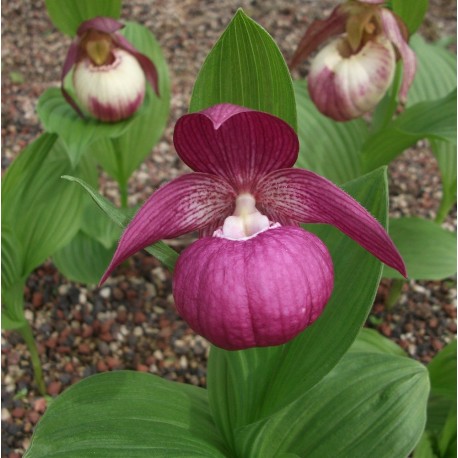 Freiland orchidee Cypripedium macranthos