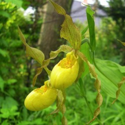 Yellow-orange Garden Orchid ❀ Cypripedium pubescens ✿ Easy Garden