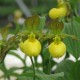 Freiland orchidee Cypripedium pubescens 