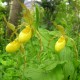 Freiland orchidee Cypripedium pubescens 