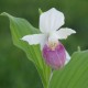 Freiland orchidee Cypripedium reginae - Cypripedium royal