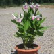 Cypripedium reginae - Sabot de Vénus royal