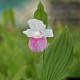 Freiland orchidee Cypripedium reginae - Cypripedium royal