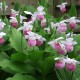 Cypripedium reginae - Cypripedium royal