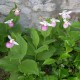 Freiland orchidee Cypripedium reginae - Cypripedium royal