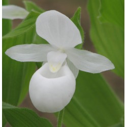 White Garden Orchid ❀ Cypripedium reginae alba ✿ Easy Garden
