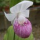 Freiland orchidee Cypripedium reginae - Cypripedium royal