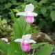 Freiland orchidee Cypripedium reginae - Cypripedium royal