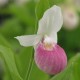 Freiland orchidee Cypripedium reginae - Cypripedium royal