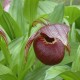 Freiland orchidee Cypripedium tibeticum