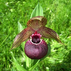 Cypripedium tibeticum - Tibetischer Frauenschuh