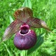 Freiland orchidee Cypripedium tibeticum