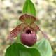 Freiland orchidee Cypripedium tibeticum