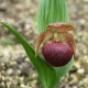 Freiland orchidee Cypripedium tibeticum