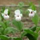 Cypripedium ‘Ulla Silkens’ 