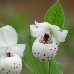 Cypripedium 'Ulla Silkens'