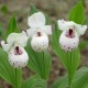 Cypripedium ‘Ulla Silkens’ 