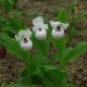 Freiland orchidee Cypripedium ‘Ulla Silkens’ 