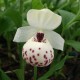 Cypripedium ‘Ulla Silkens’ 