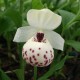 Freiland orchidee Cypripedium ‘Ulla Silkens’ 