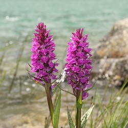 Dactylorhiza alpestris - Dactylorhiza des Alpes