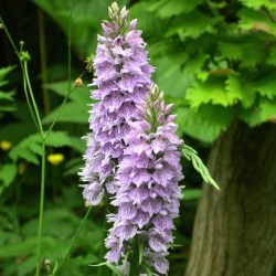 Dactylorhiza fuchsii - Common Spotted-Orchid