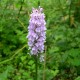 Dactylorhiza fuchsii - Dactylorhiza de Fuchs