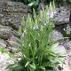 Dactylorhiza fuchsii - Dactylorhiza de Fuchs