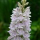 Dactylorhiza fuchsii - Dactylorhiza de Fuchs