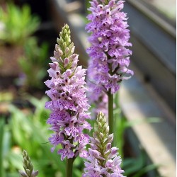 Dactylorhiza maculata - Geflecktes Knabenkraut