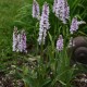 Dactylorhiza maculata