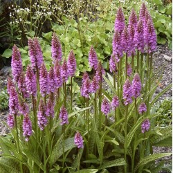 Dactylorhiza majalis - Brede Orchis