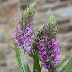 Dactylorhiza praetermissa - Orchis négligé