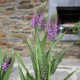 Dactylorhiza praetermissa