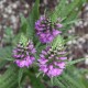 Dactylorhiza praetermissa