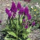 Dactylorhiza purpurella - Orchis pourpre