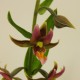 Epipactis gigantea - Epipactis géant 