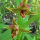 Epipactis gigantea - Epipactis géant 