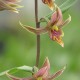 Epipactis gigantea - Epipactis géant 