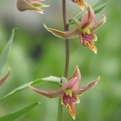 Epipactis gigantea - Epipactis gigante