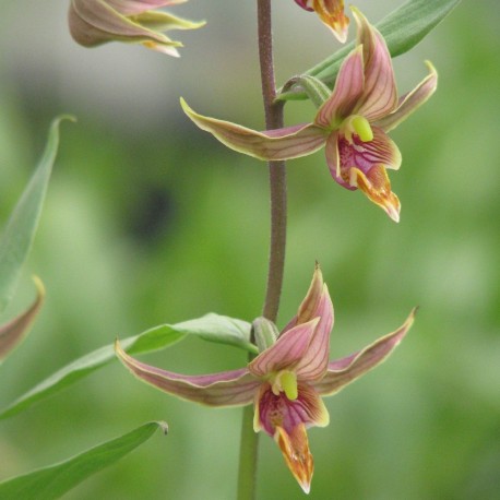 Epipactis gigantea - Epipactis géant 