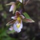 Epipactis palustris - Epipactis des marais 