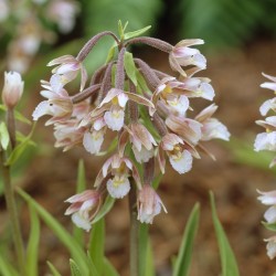 Epipactis palustris - Epipactis delle paludi