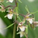 Epipactis palustris - Epipactis des marais 