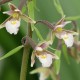 Epipactis palustris - Epipactis des marais 