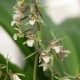 Epipactis palustris - Epipactis des marais 