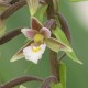 Epipactis palustris - Epipactis des marais 