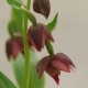 Epipactis royleana 