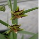 Epipactis veratrifolia - Epipactis à feuilles de vérâtre